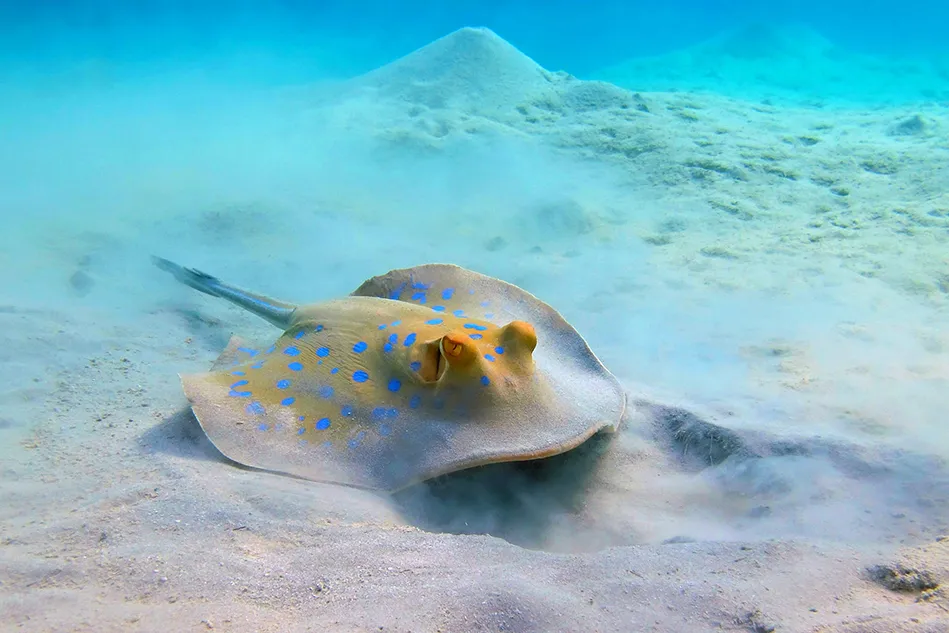 Diving in Sharm El Sheikh