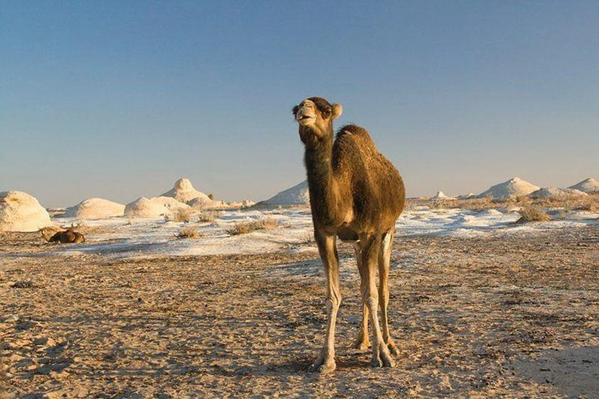 white desert