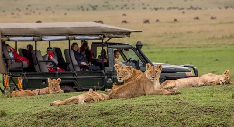 African safari